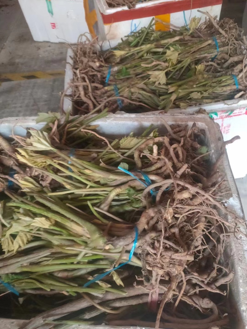通草通心草