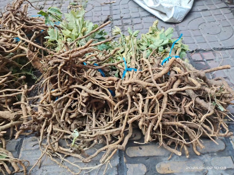 通草通心草