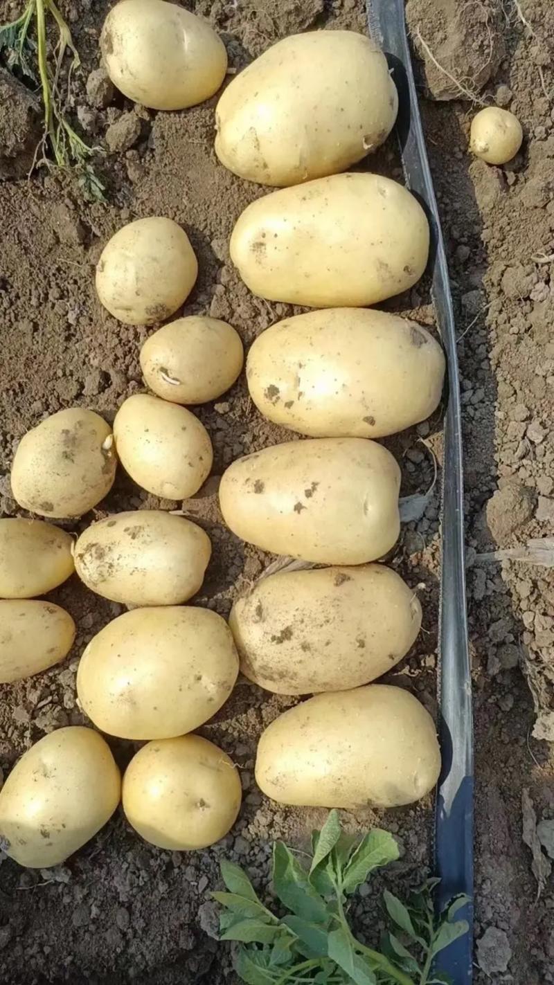 【绥中土豆】实验1号土豆大量供应可视频看货欢迎咨询