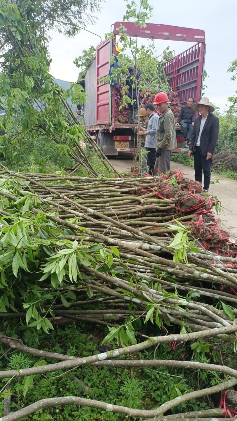 木荷杯苗，木荷袋苗，基地直发，量大从优欢迎咨询