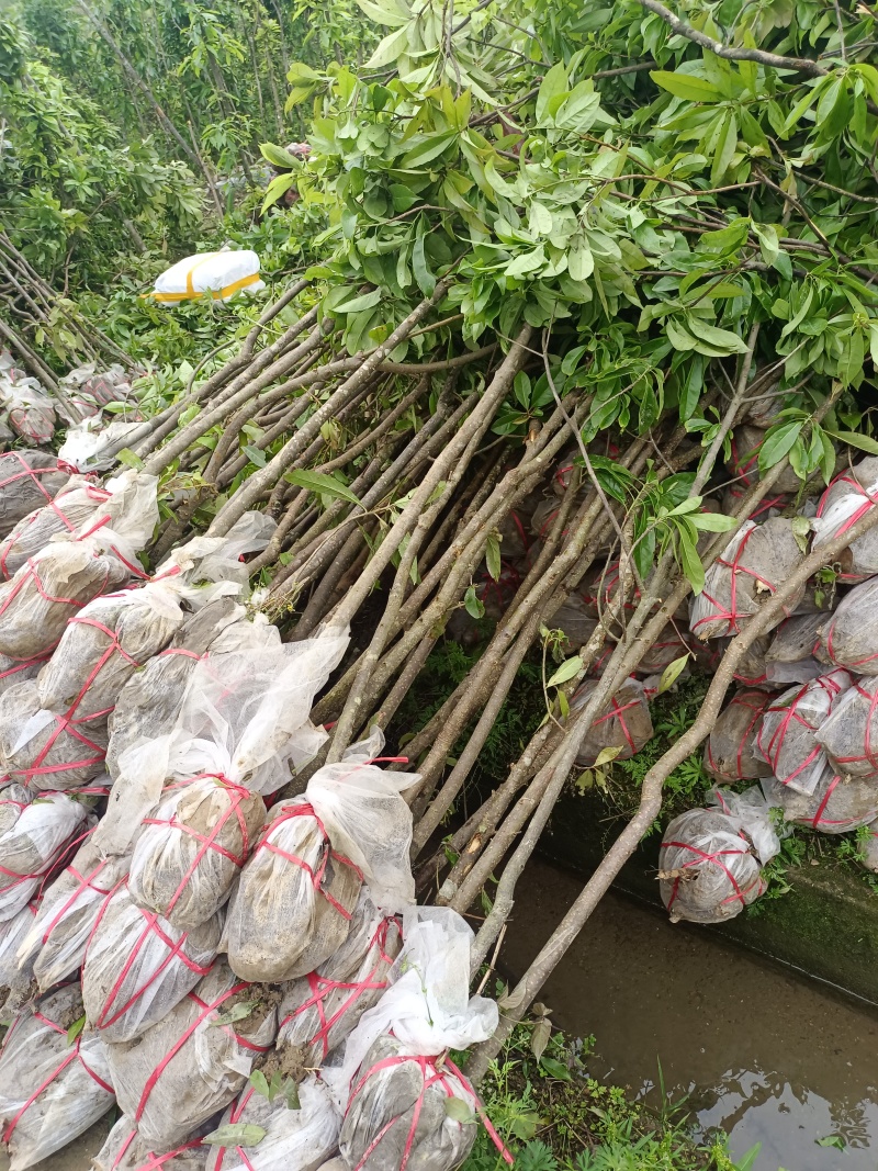 木荷杯苗，木荷袋苗，基地直发，量大从优欢迎咨询