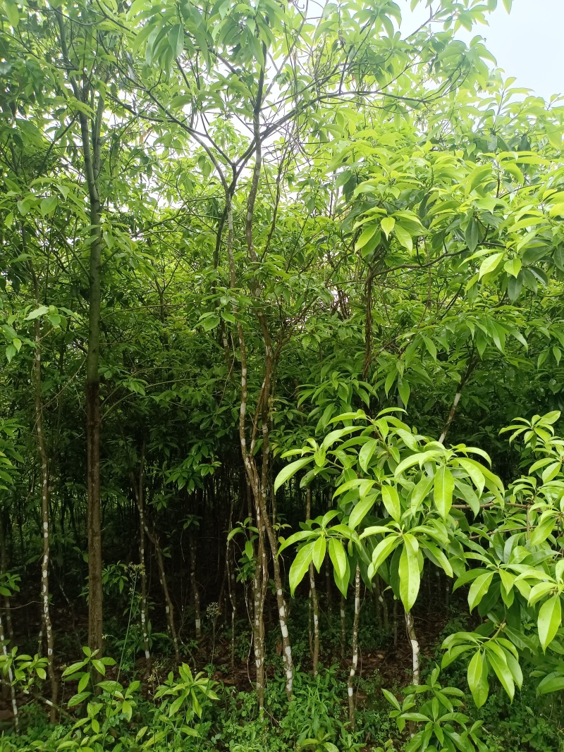 木荷杯苗，木荷袋苗，基地直发，量大从优欢迎咨询