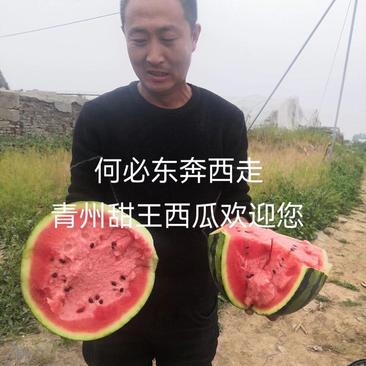 专业代办代发山东青州甜王西瓜2K西瓜冰糖子吊瓜服务一条龙