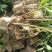造林木荷杯苗，防火苗，木荷袋苗，自产自销，价格实惠