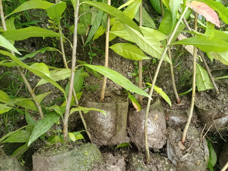 造林木荷杯苗，防火苗，木荷袋苗，自产自销，价格实惠