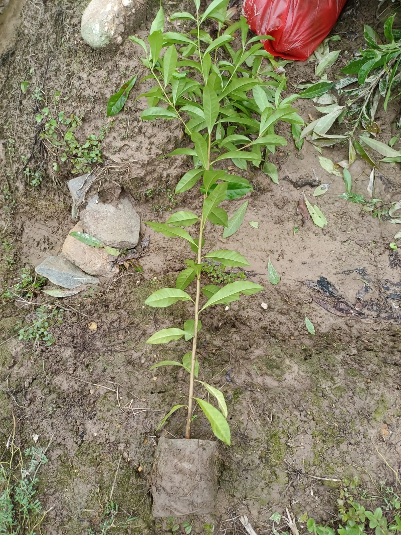造林木荷杯苗，防火苗，木荷袋苗，自产自销，价格实惠