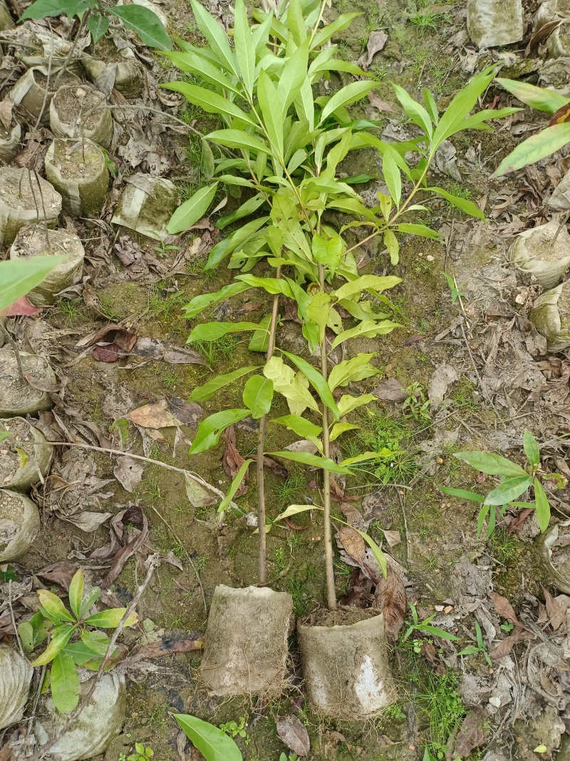 造林木荷杯苗，防火苗，木荷袋苗，自产自销，价格实惠
