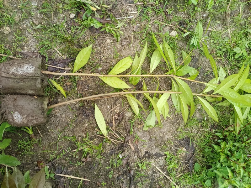 造林木荷杯苗，防火苗，木荷袋苗，自产自销，价格实惠