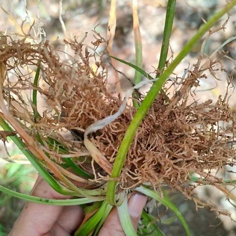 《肺筋草》自采自销无污染无添加常年供高海拔中草药鲜货