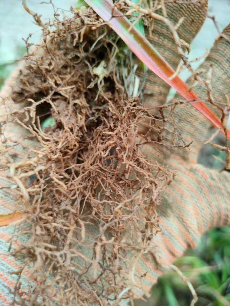 《肺筋草》自采自销无污染无添加常年供高海拔中草药鲜货