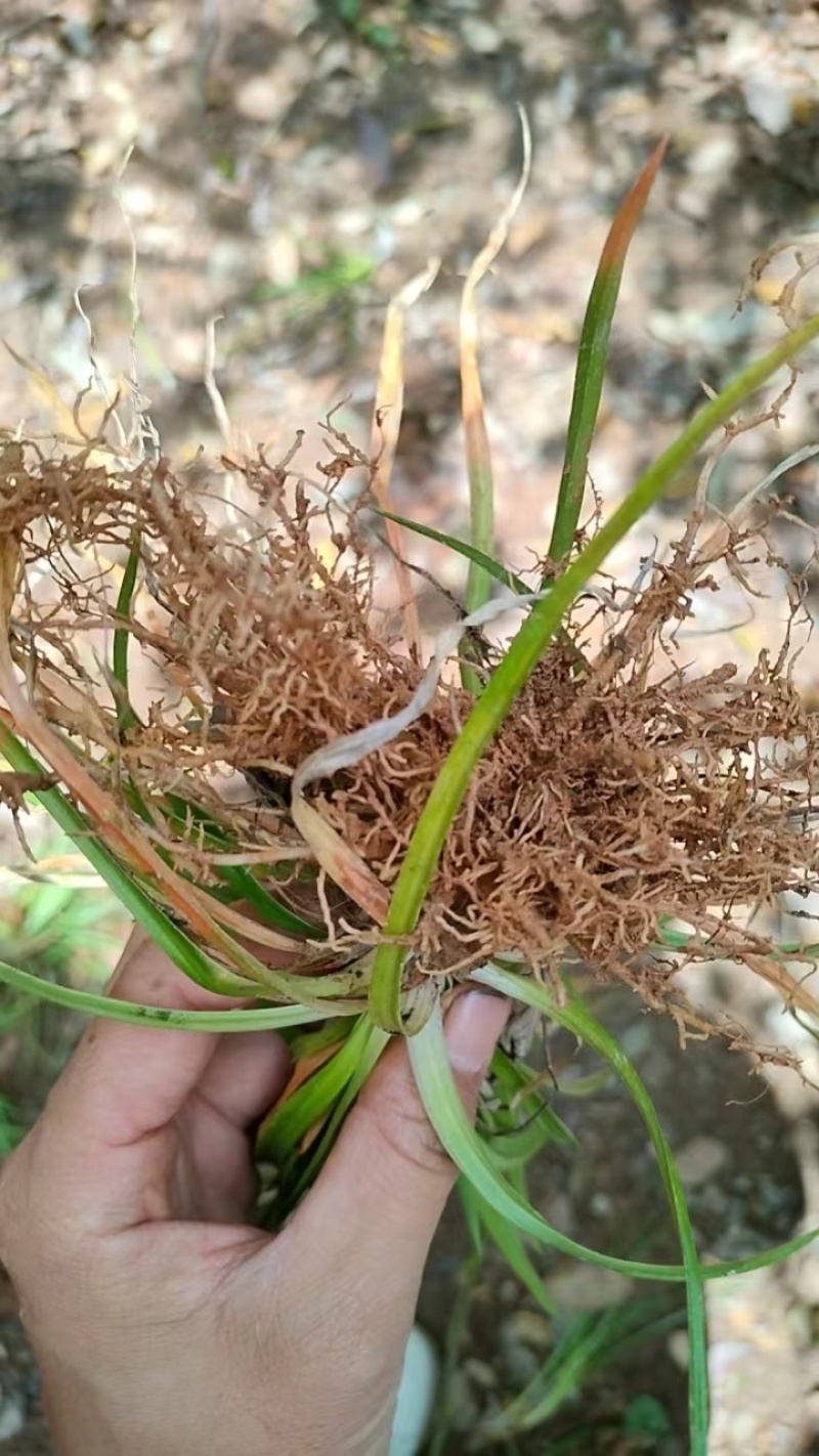《肺筋草》自采自销无污染无添加常年供高海拔中草药鲜货