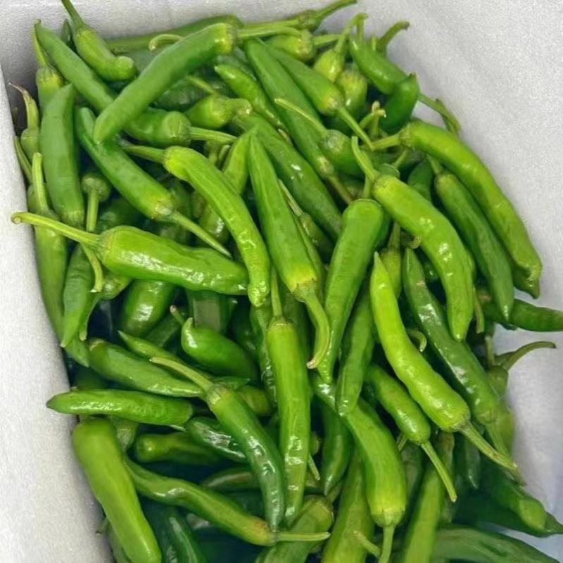湖南永优樟树港辣椒种子原装正品樟树港椒种籽耐寒短羊角椒