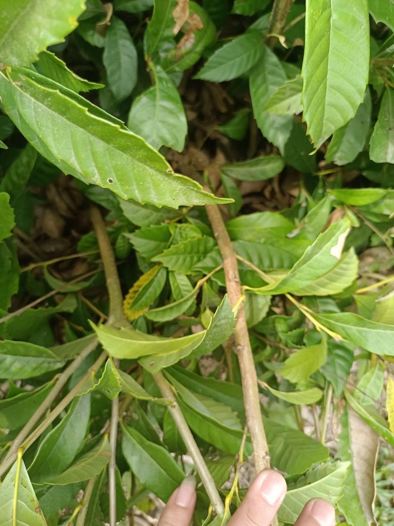 精品苦槠袋苗苦槠杯苗，自产自销，量大从优欢迎选购