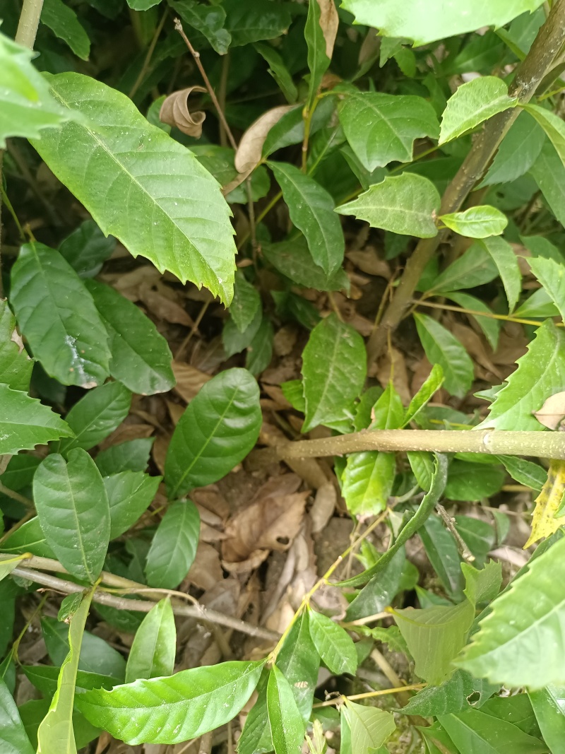 精品苦槠袋苗苦槠杯苗，自产自销，量大从优欢迎选购