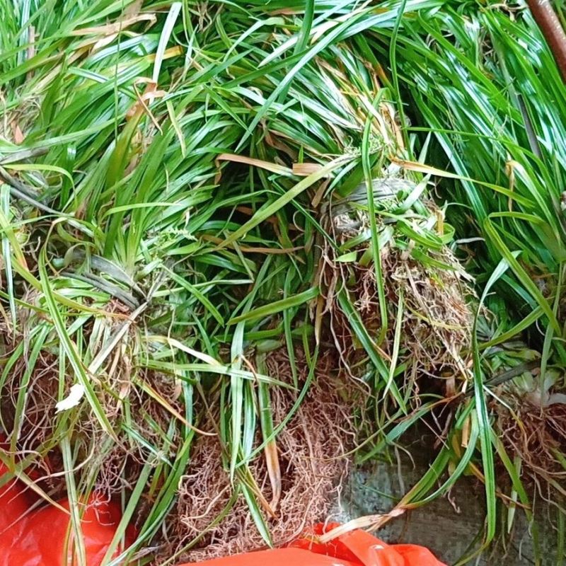 《肺筋草》自采自销无污染无添加常年供高海拔中草药鲜货