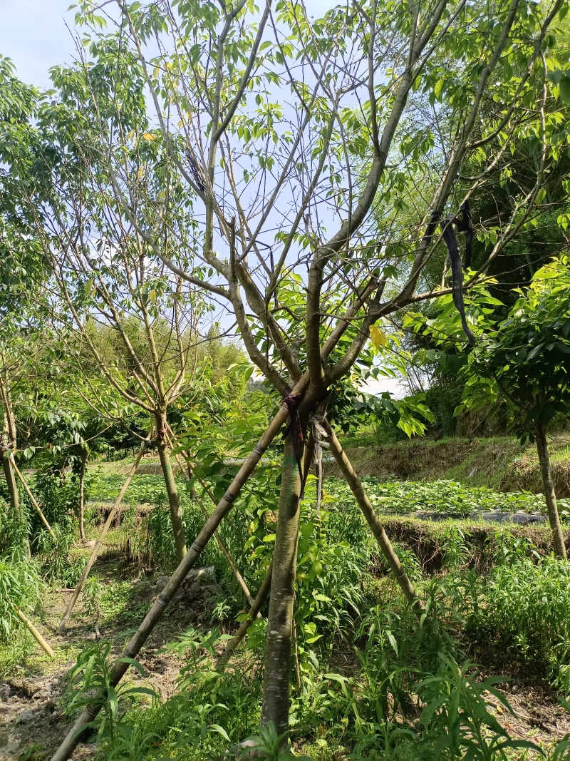 樱花红粉佳人，米径3到10的有货，基地直发，价格优惠，