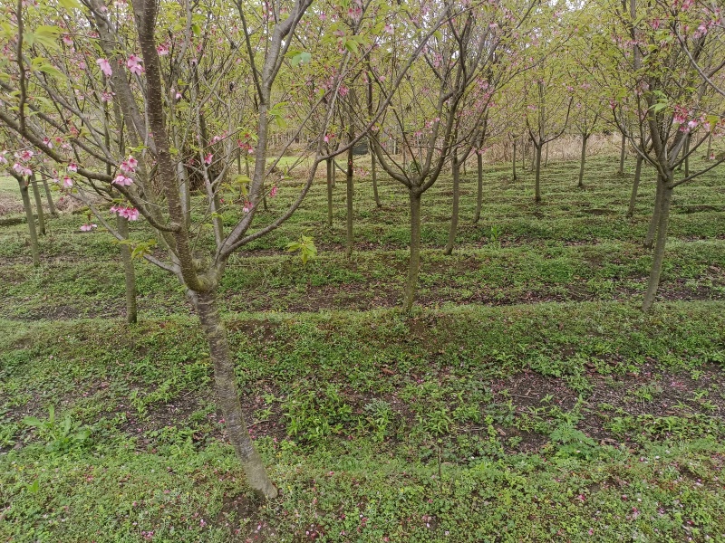 樱花红粉佳人，米径3到10的有货，基地直发，价格优惠，