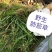 《肺筋草》自采自销无污染无添加常年供高海拔中草药鲜货