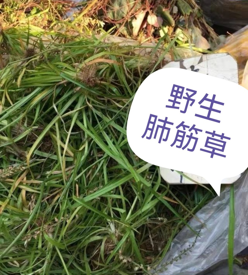 《肺筋草》自采自销无污染无添加常年供高海拔中草药鲜货