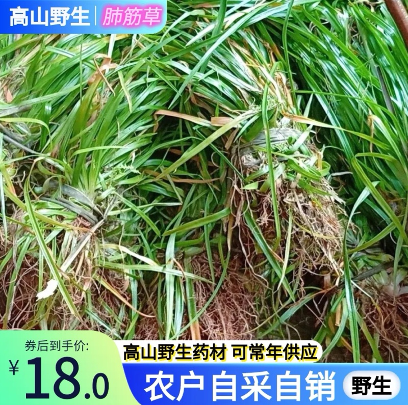 《肺筋草》自采自销无污染无添加常年供高海拔中草药鲜货