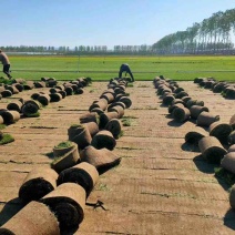 四季青草坪草河北优质草坪基地直发品种齐全大量供应