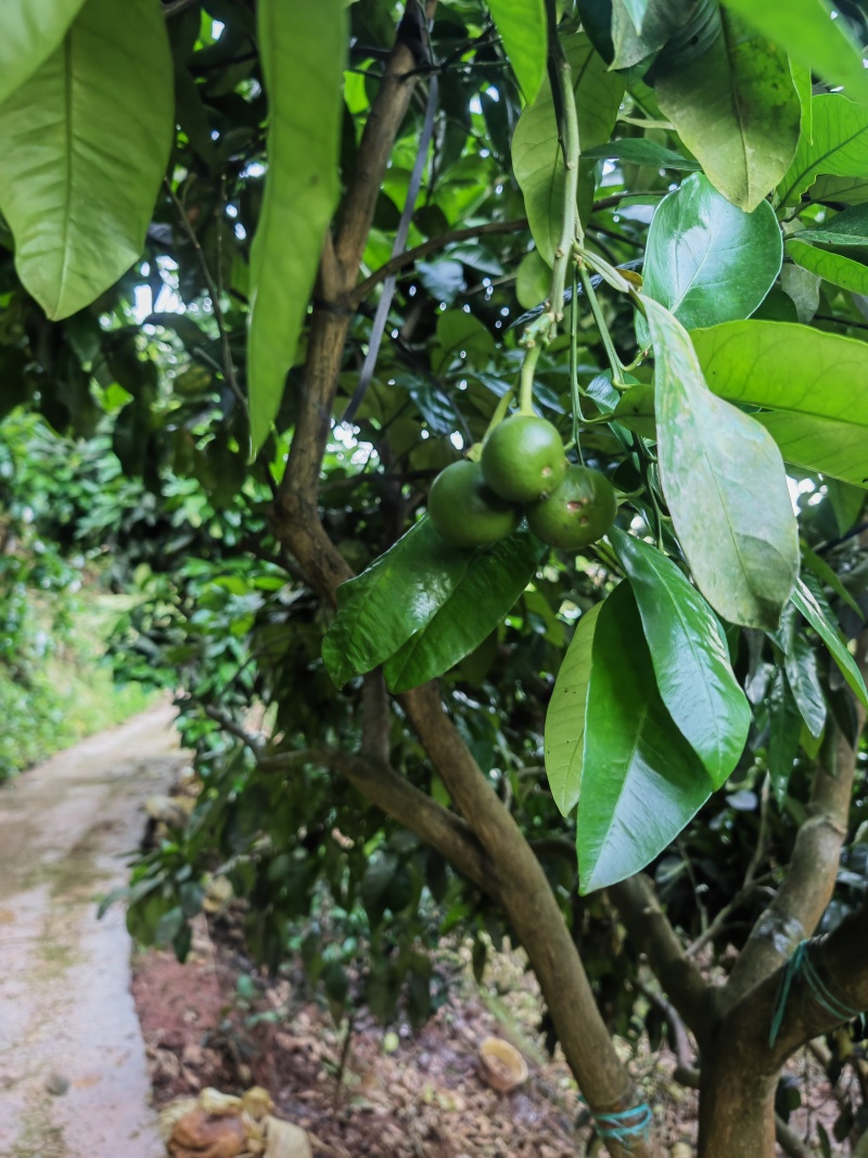 大量供应积实柚子落地小果橙子小果品质保证