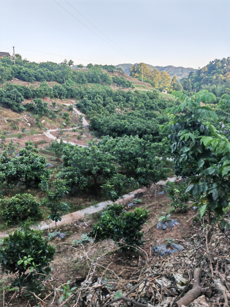 大量供应积实柚子落地小果橙子小果品质保证