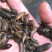 水蛭苗蚂蝗，厂家孵卵基地，技术指导，成品签订收购合同