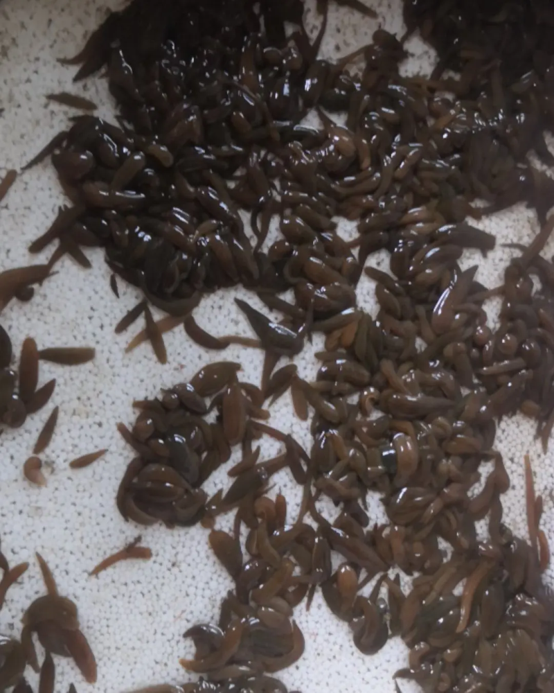水蛭苗蚂蝗，厂家孵卵基地，技术指导，成品签订收购合同
