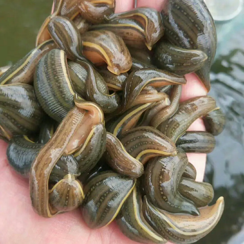 水蛭苗蚂蝗，厂家孵卵基地，技术指导，成品签订收购合同