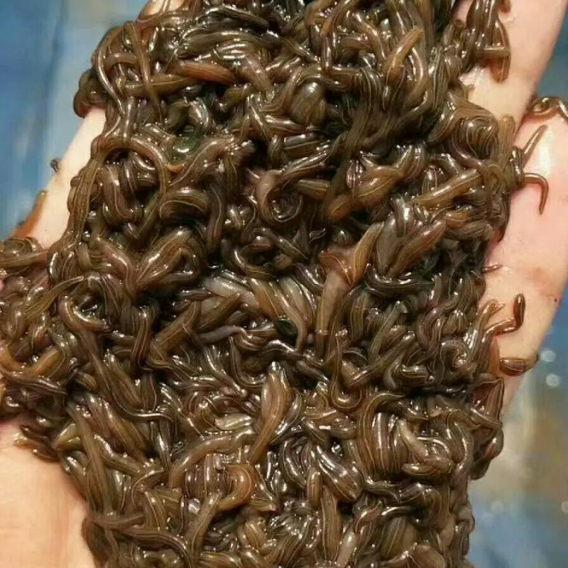 水蛭苗蚂蝗，厂家孵卵基地，技术指导，成品签订收购合同