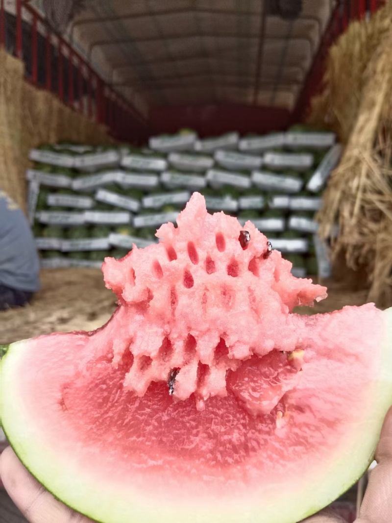 河南美都8424西瓜，一手货源，电商市场，代收代发全国！