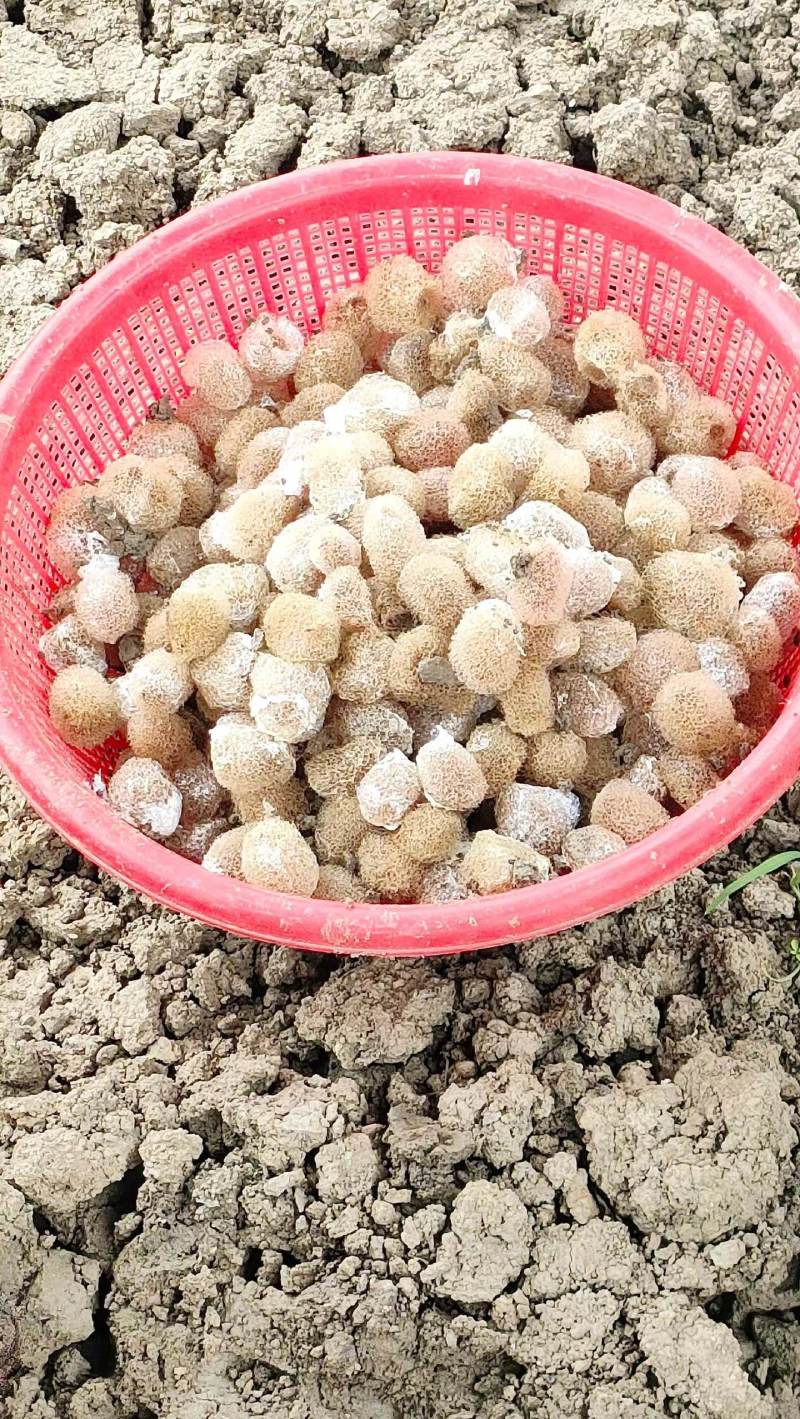 水蛭苗蚂蝗，厂家孵卵基地，技术指导，成品签订收购合同