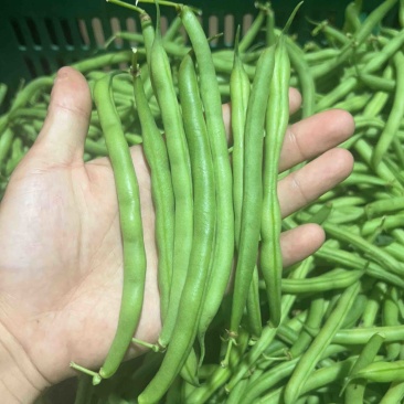 宁波本地精品刀豆