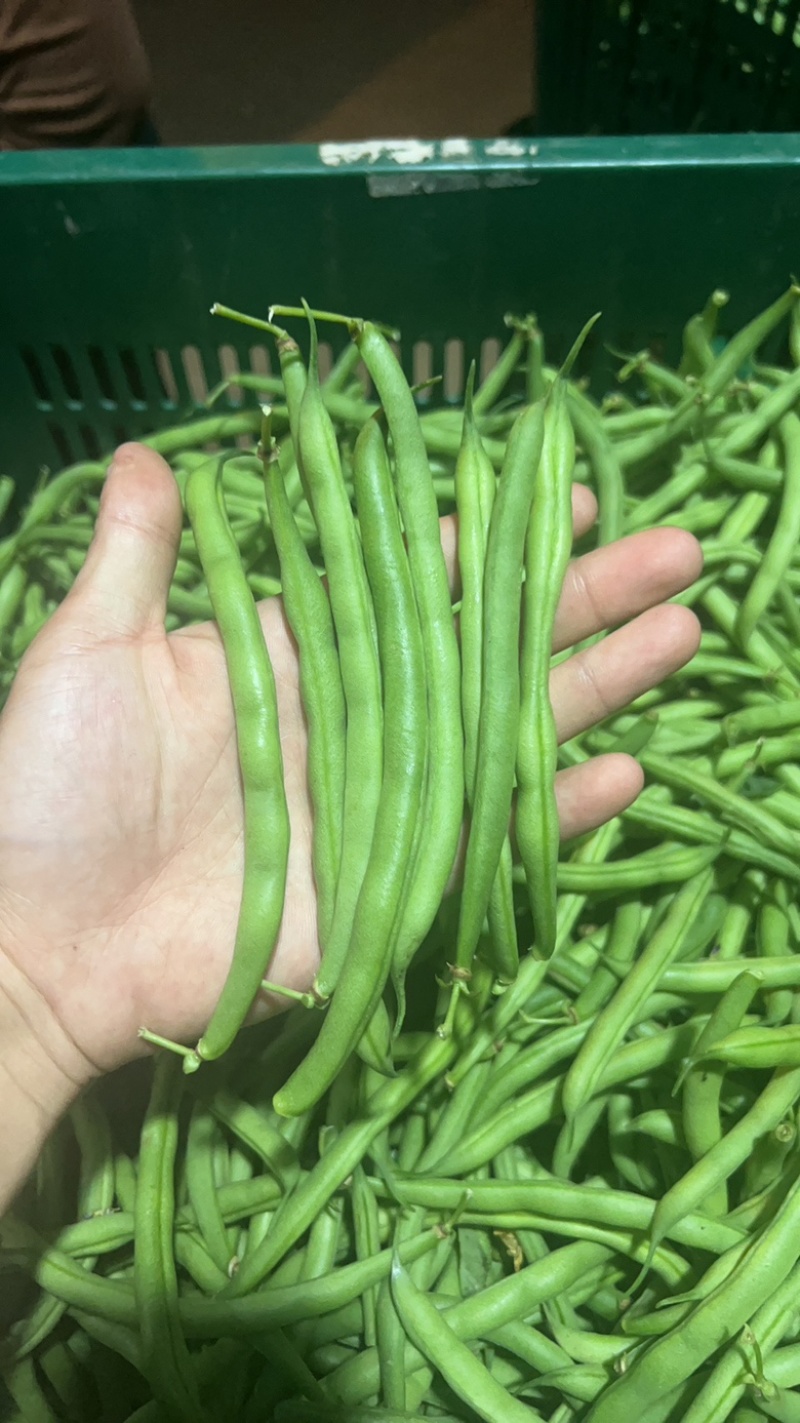 宁波本地精品刀豆