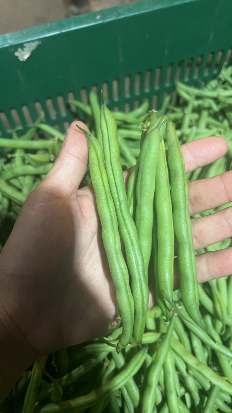 宁波本地精品刀豆