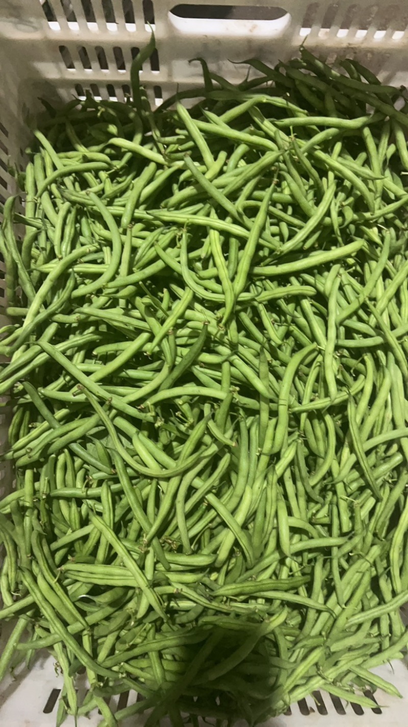 宁波本地精品刀豆