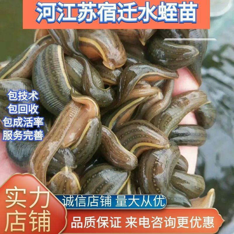 水蛭苗蚂蝗，厂家孵卵基地，技术指导，成品签订收购合同