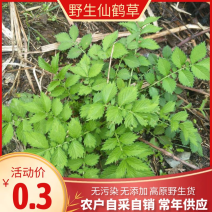 《仙鹤草》自采自销无污染无添加常年供高海拔中草药鲜货