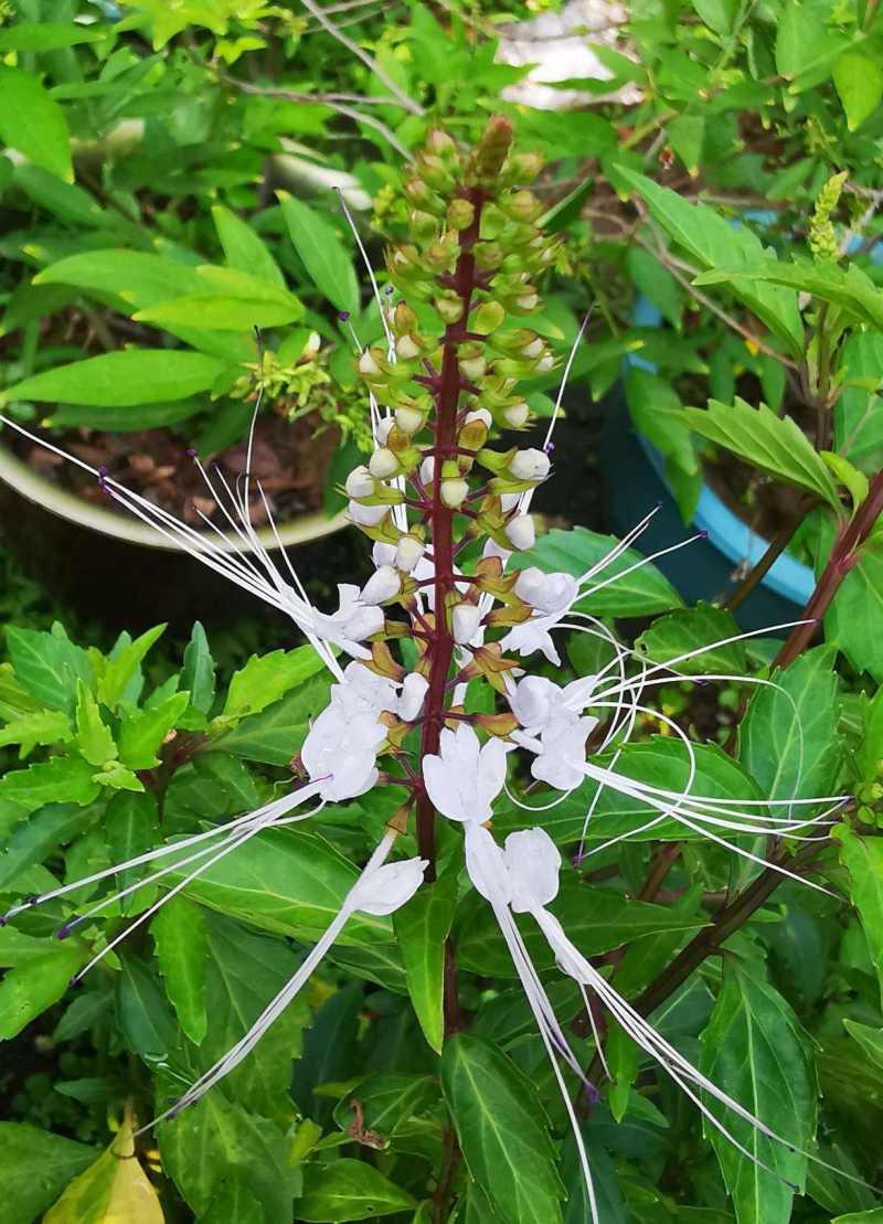 化石草/猫须草自采自销无污染无添加高海拔中草药鲜货