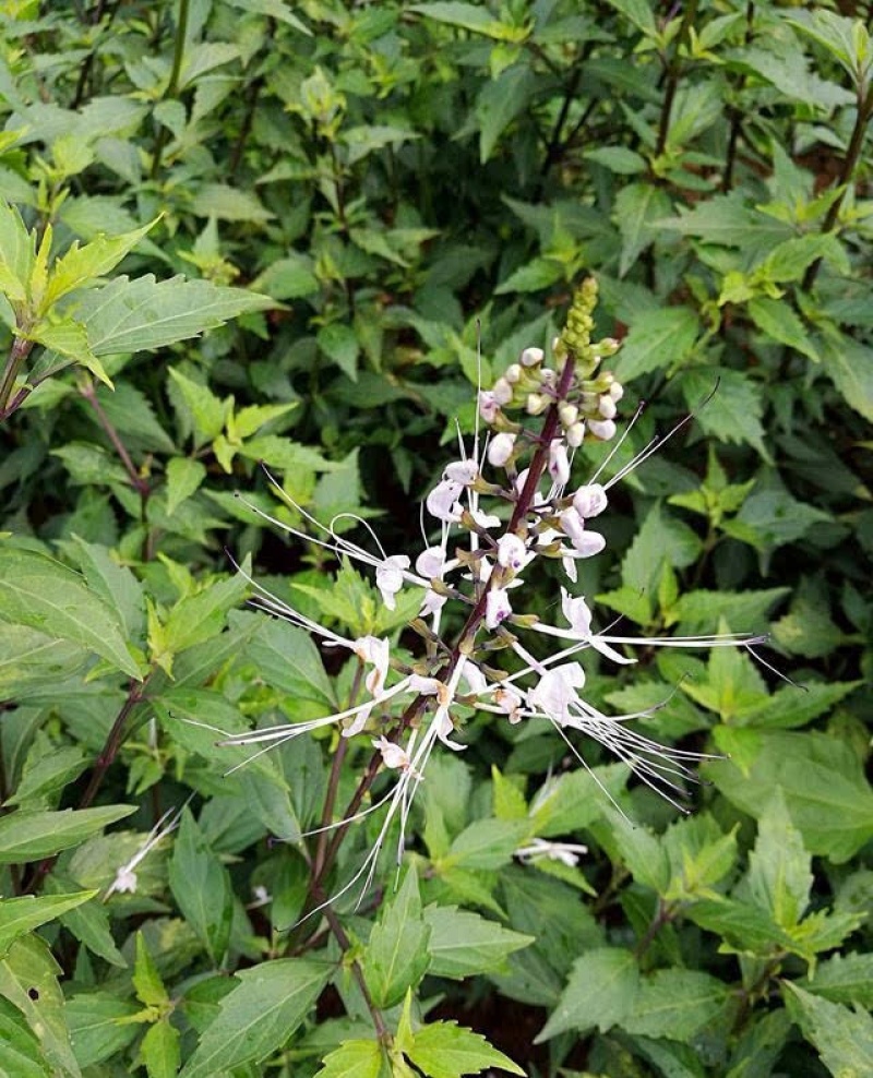 化石草/猫须草自采自销无污染无添加高海拔中草药鲜货