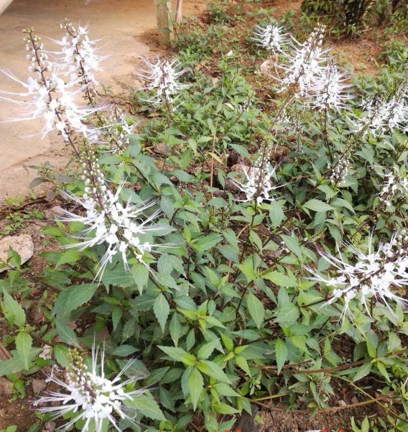 化石草/猫须草自采自销无污染无添加高海拔中草药鲜货