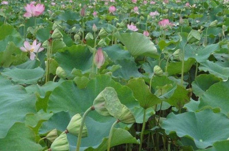 花莲子草莲子，产地当天现采现发，品质有保证，价格优惠