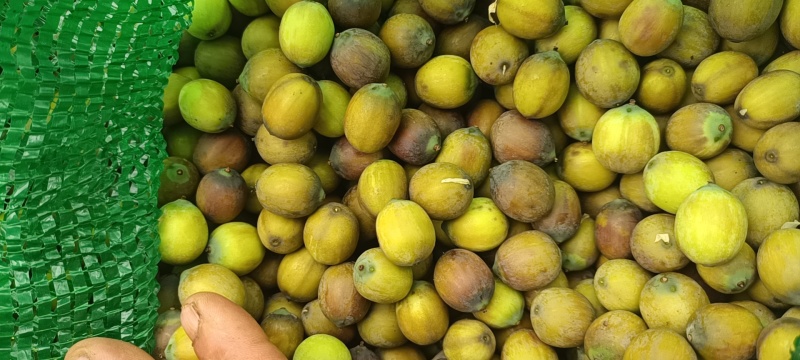 花莲子草莲子，产地当天现采现发，品质有保证，价格优惠