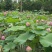 花莲子草莲子，产地当天现采现发，品质有保证，价格优惠