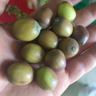 花莲子草莲子，产地当天现采现发，品质有保证，价格优惠