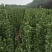 江苏北海道四季常青大叶黄杨，一手货源量大从优