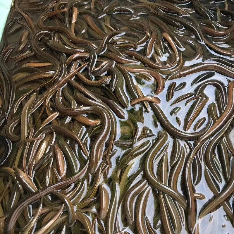 草鱼苗，基地直供，量大从优，提供技术，送货上门。欢迎联系
