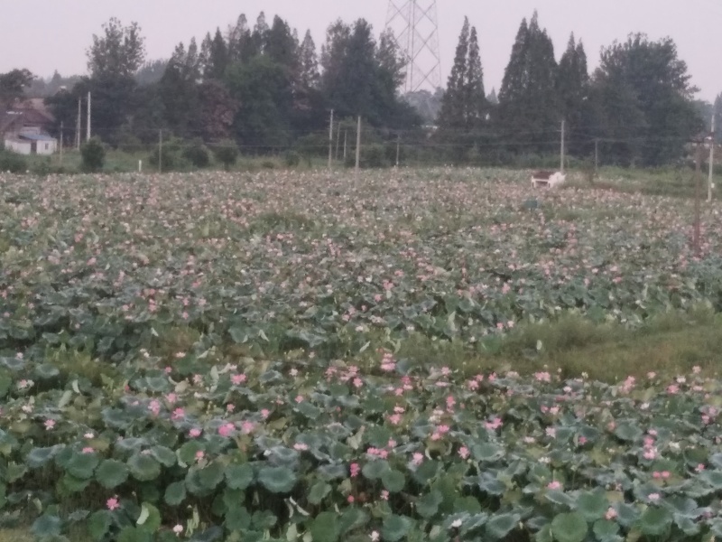 新鲜现采荷花小莲蓬，零售批发，当天采摘当天发货，全国发货