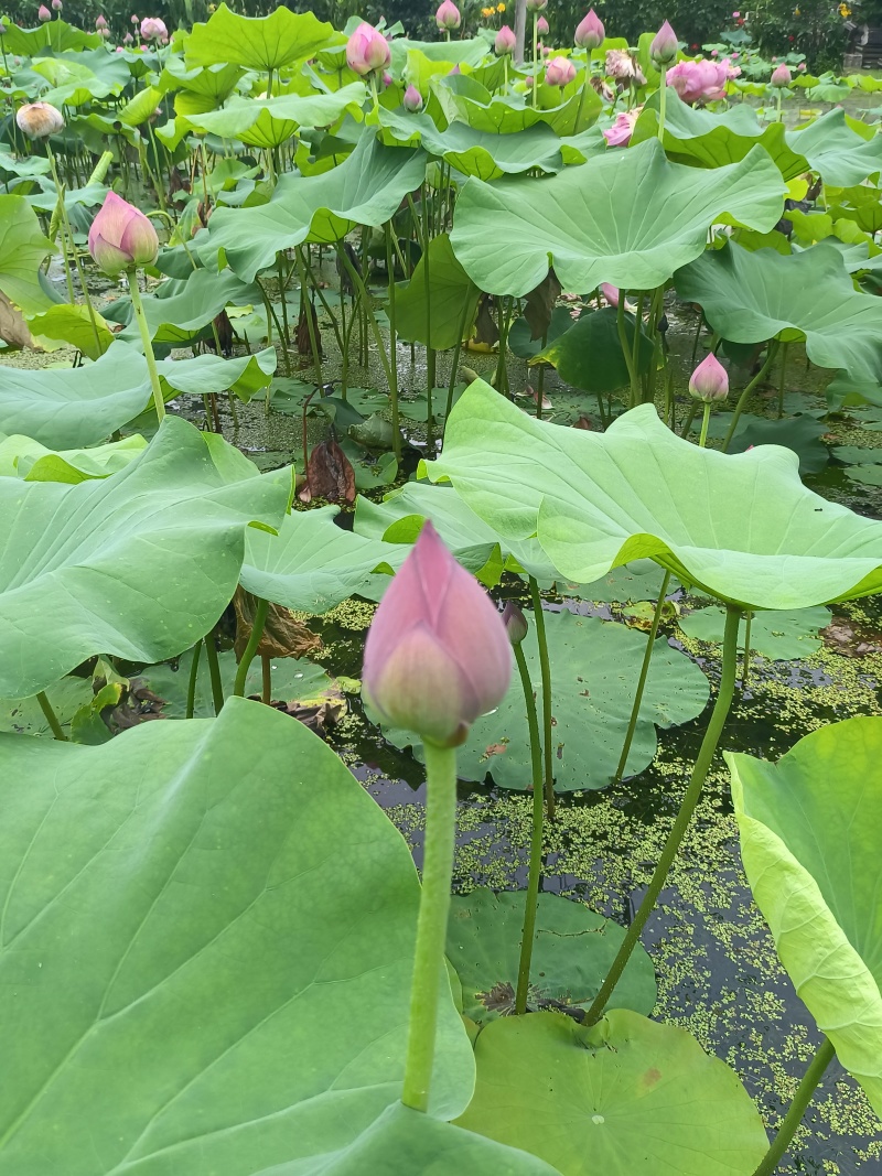 新鲜现采荷花小莲蓬，零售批发，当天采摘当天发货，全国发货